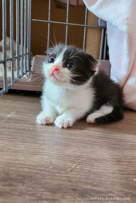 ID：2110-00638の子猫