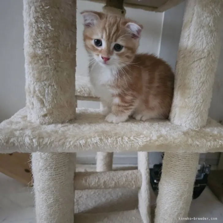 ID：2308-00076の子猫