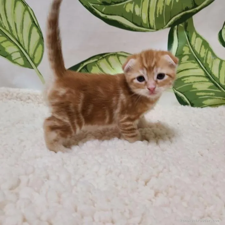ID：2212-00640の子猫