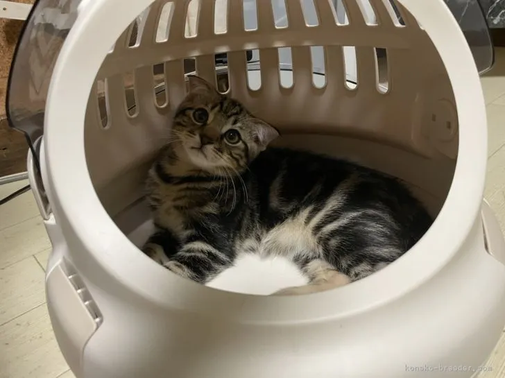 こうぞう 様のお迎えした子猫