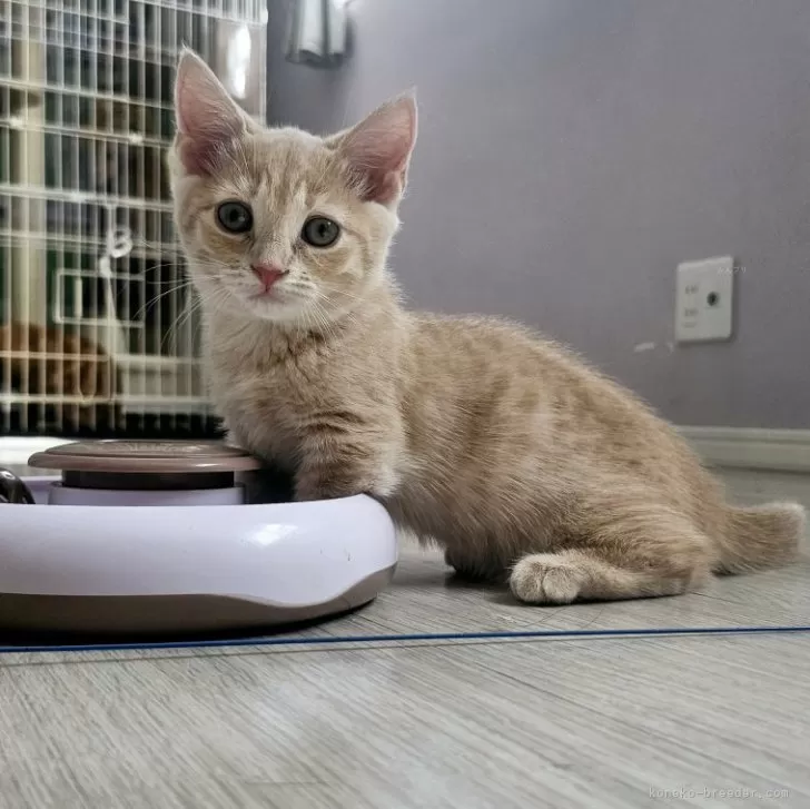 ID:2406-03161の子猫