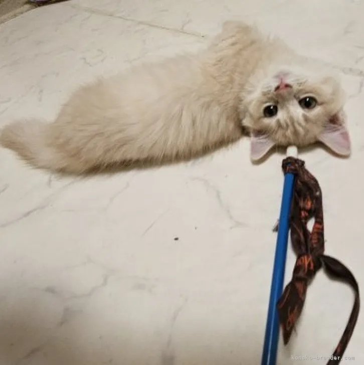 ID：2305-03018の子猫