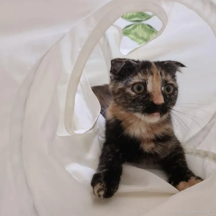 ID:2204-00666の子猫
