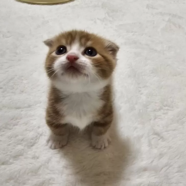ID:2402-00384の子猫