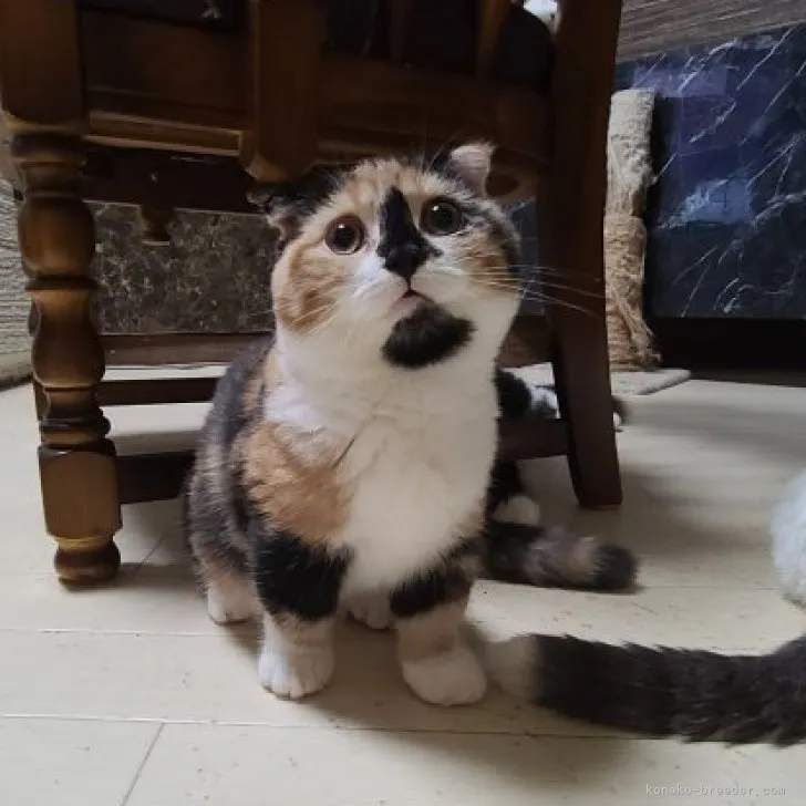 ID:2304-00235の子猫
