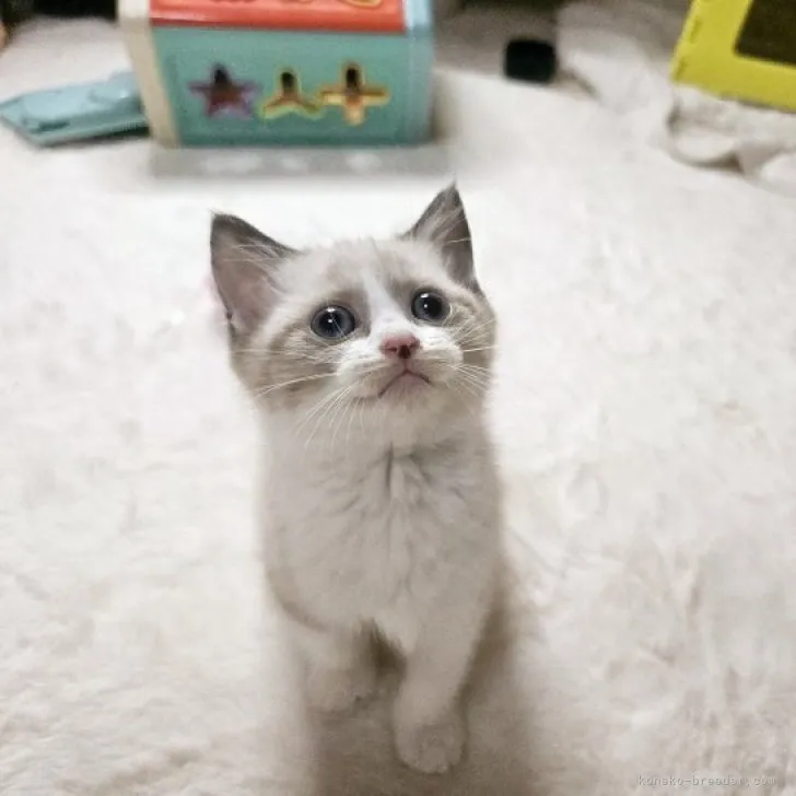 N.M 様のお迎えした子猫