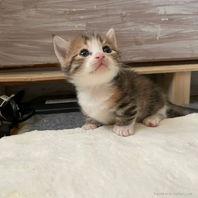 ID：2112-00211の子猫