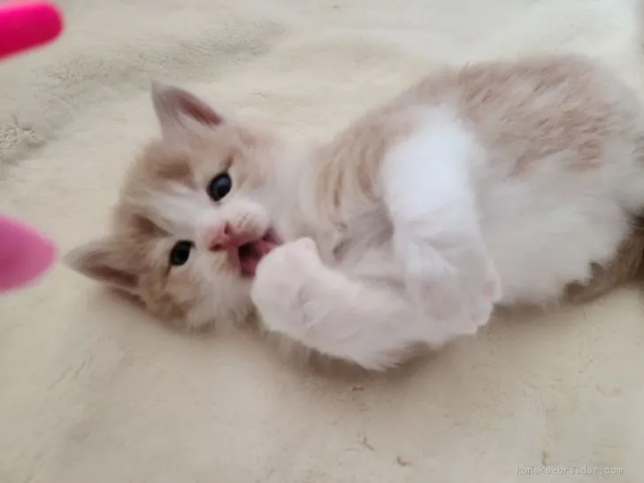 ID:2010-01619の子猫
