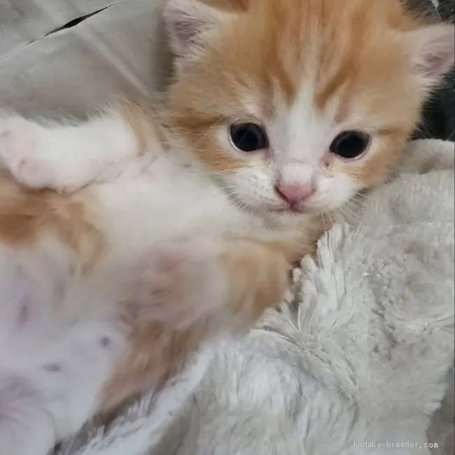 ID：2010-01337の子猫