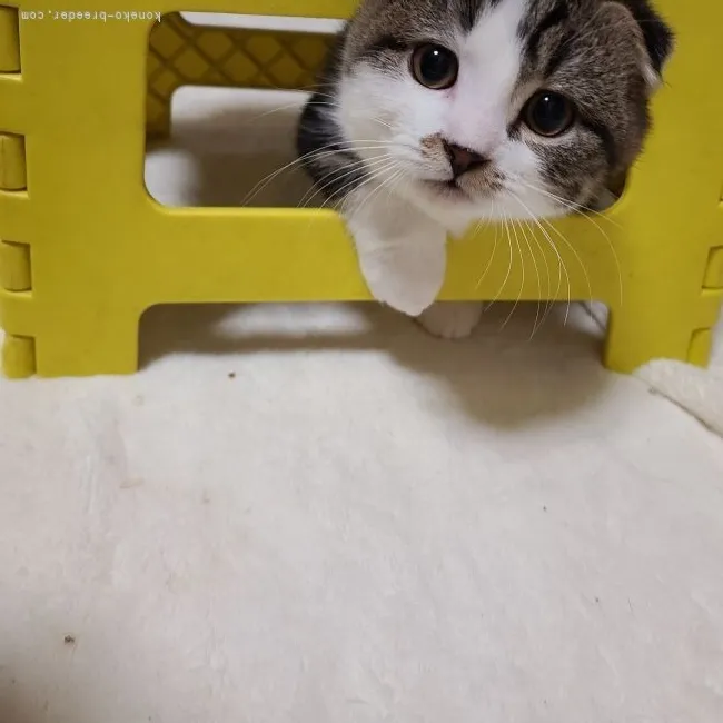 ID:2110-00359の子猫
