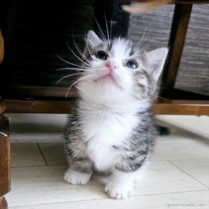 ID：2403-00954の子猫