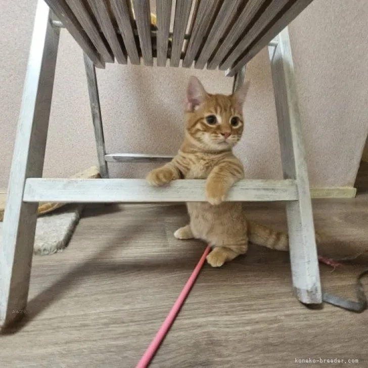 YKH 様のお迎えした子猫
