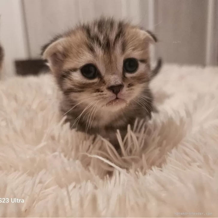 ID:2411-02657の子猫