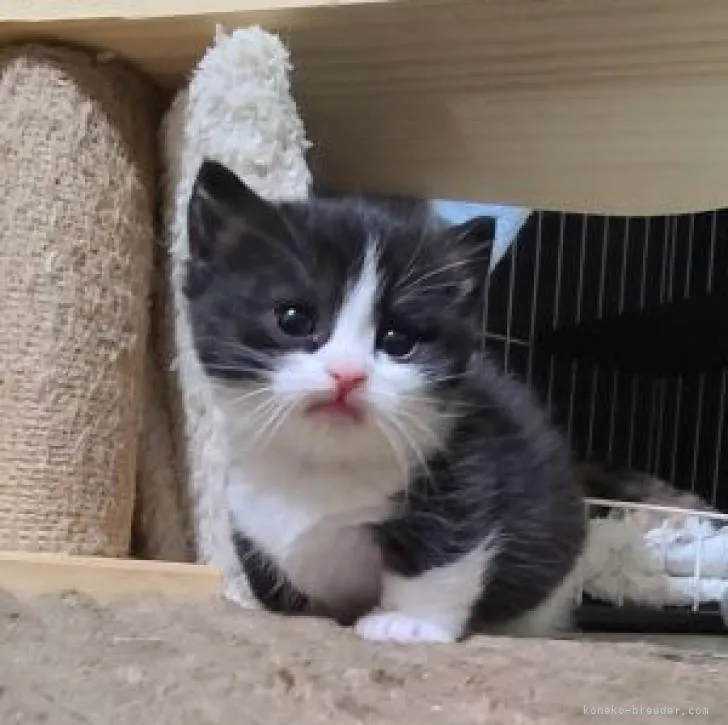 ID:2301-00696の子猫