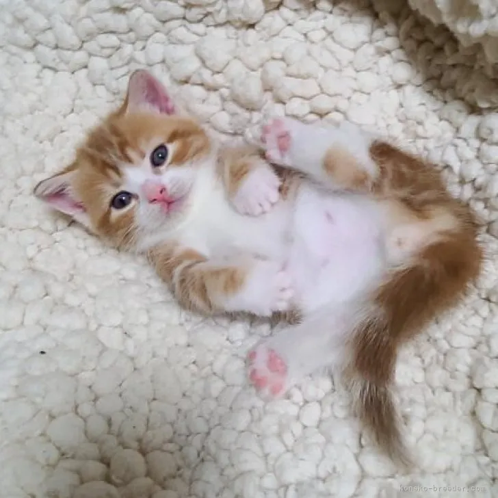 ID:2303-02648の子猫