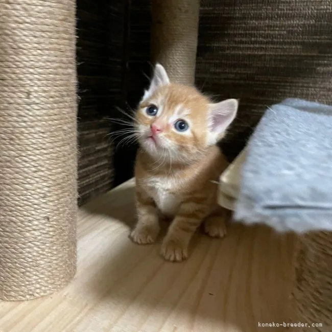 ID：2112-00215の子猫
