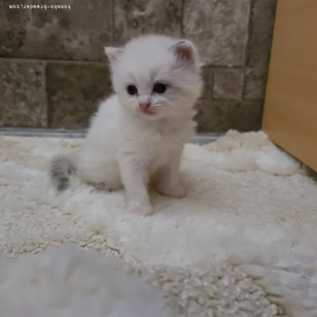 ID：2202-00811の子猫