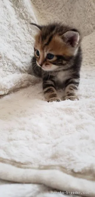 ID:1904-00122の子猫