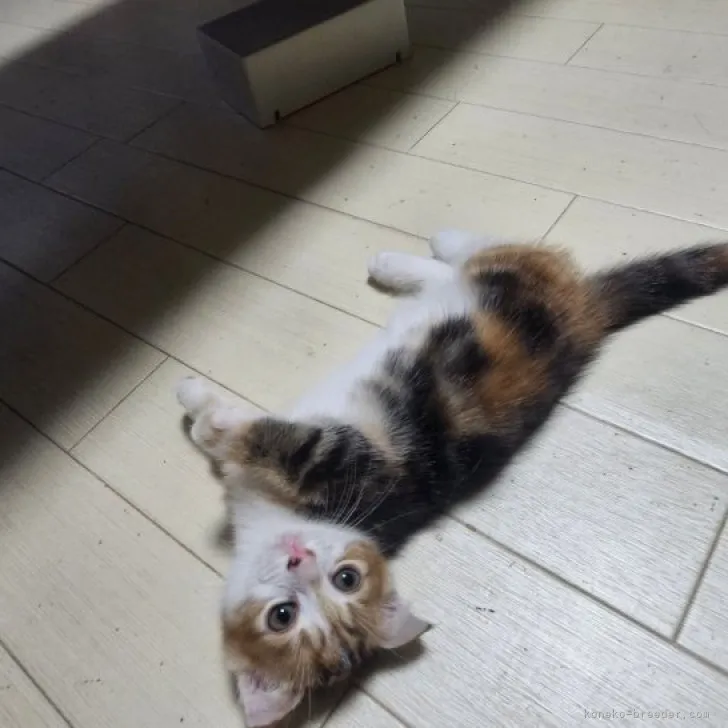 ID:2308-00560の子猫
