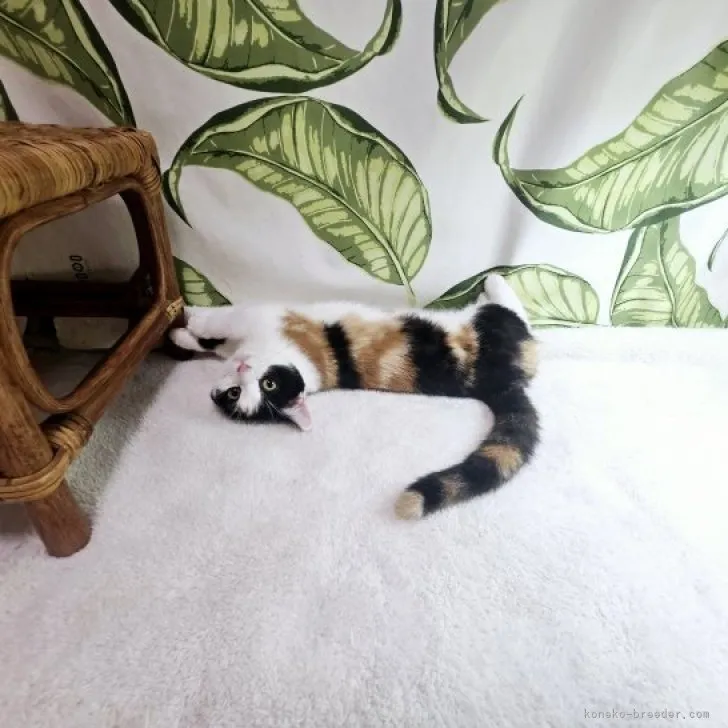 タイチ 様のお迎えした子猫