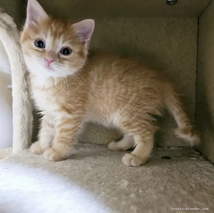 R.K 様のお迎えした子猫