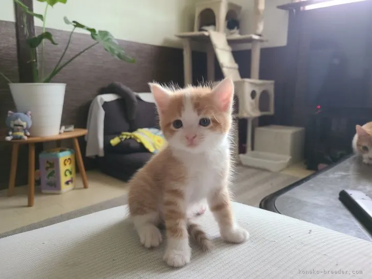 ID:2107-02021の子猫
