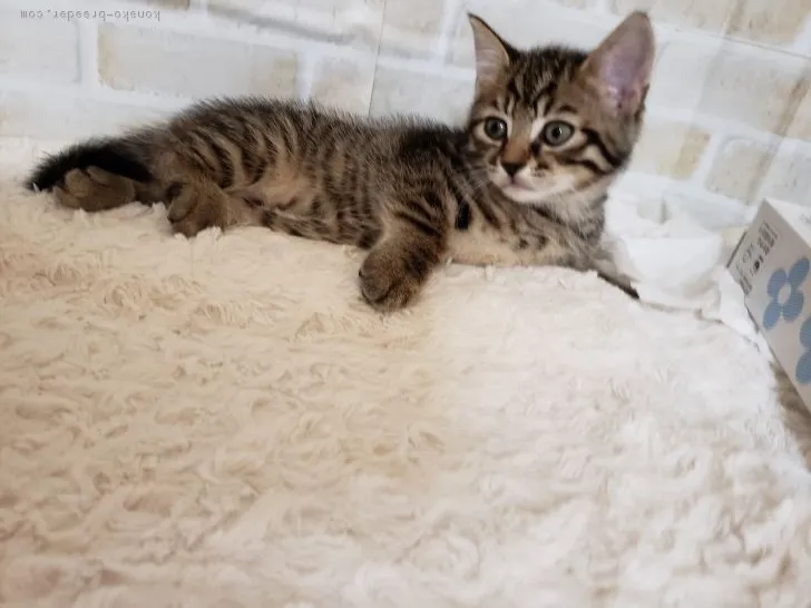 ID:1809-01329の子猫