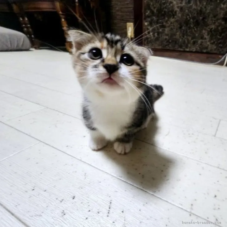 ID：2308-00082の子猫