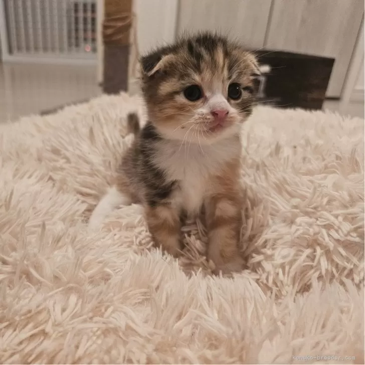 ID：2411-02658の子猫