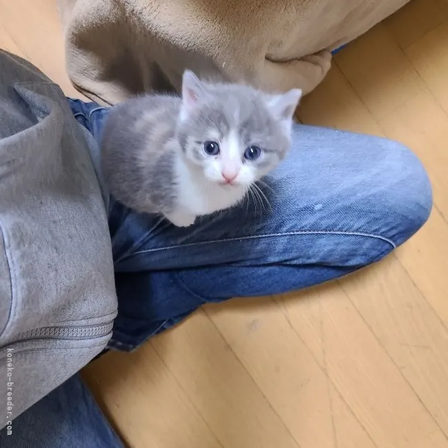 ID：2202-00801の子猫