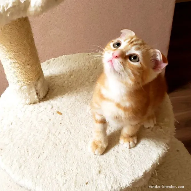 ID:1909-00317の子猫