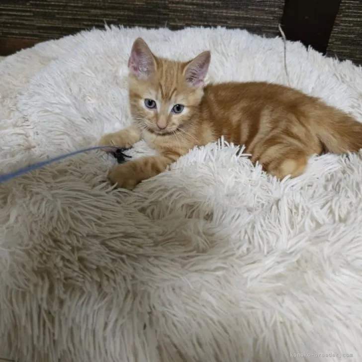 セイ 様のお迎えした子猫