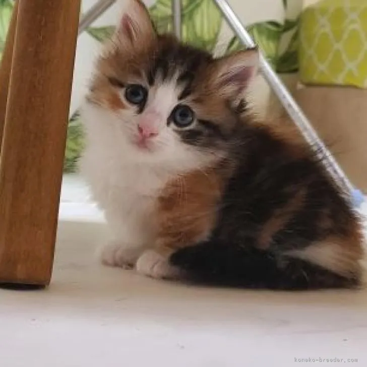 ID：2210-01041の子猫