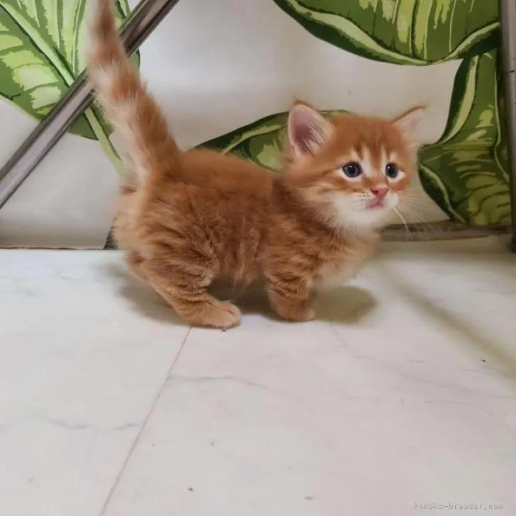 ID：2210-00479の子猫