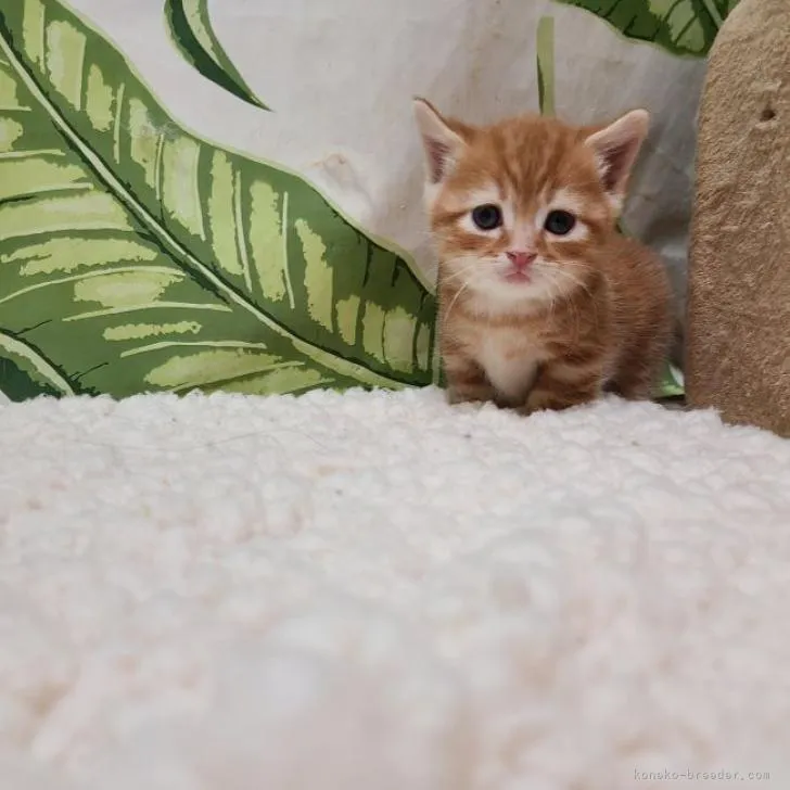 ユナイト 様のお迎えした子猫