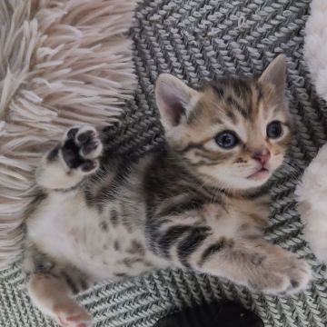 マンチカン(長足)【福岡県・女の子・2021年10月30日・シルバータビー（ショート）】の写真「ぱちくりお目めの可愛い女の子です❤️」