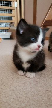マンチカン(短足)【福岡県・男の子・2019年3月12日・ブラックスモークアンドホワイト】の写真「白黒🐱ハチワレ白足くんです🐾」