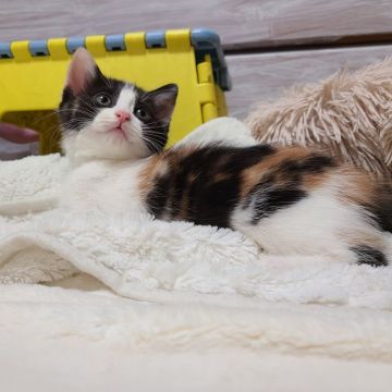 マンチカン(長足)【福岡県・女の子・2020年12月8日・キャリコ】の写真「ハチワレぱちくりお目目の可愛い女の子です💕」