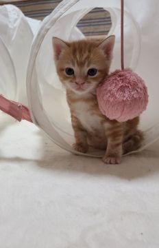 マンチカン(長足)【福岡県・男の子・2021年1月31日・レッドタビー】の写真「キリリッとしたお顔立ちの男前くんです💙」