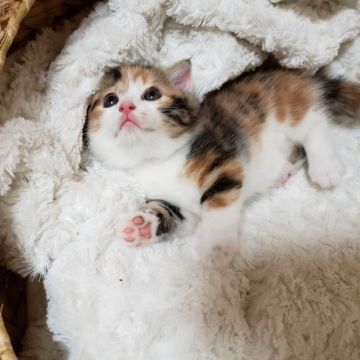 マンチカン(短足)【福岡県・女の子・2020年5月20日・キャリコ】の写真「穏やかな優しい性格の女の子です💓」