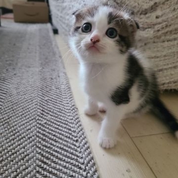 マンチカン(長足)【福岡県・男の子・2021年9月8日・シルバータビーホワイト】の写真「まん丸お顔お目めの男の子です💙」