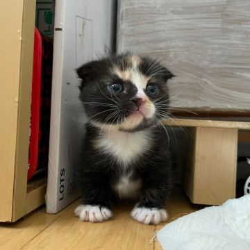 マンチカン(短足)【福岡県・女の子・2021年11月3日・トーティー（ショート）】の写真「お顔のカラーがポイントお目めぱちくり
可愛い女の子」