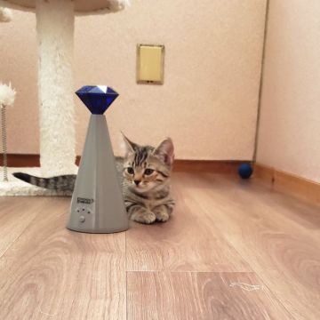 マンチカン(短足)【福岡県・女の子・2019年12月2日・シルバータビー】の写真「お顔まん丸お目くりんちゃんです🐱」