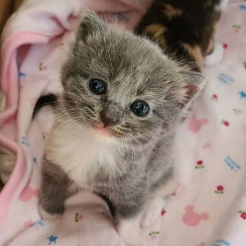 マンチカン(長足)【福岡県・女の子・2020年8月14日・ダイリュートキャリコ】の写真「おめめくりくりお姫様です ♥︎」