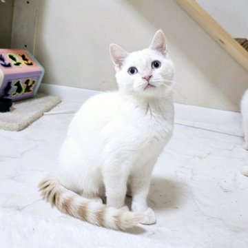 マンチカン(長足)【福岡県・男の子・2023年10月6日・クリームホワイトタビー（ショート）】の写真「まん丸お顔のバッチリお目めのイケメンくんです😊」