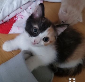マンチカン(長足)【福岡県・女の子・2020年8月14日・キャリコ】の写真「クリクリお目目の姫♥︎」