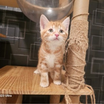 マンチカン(長足)【福岡県・男の子・2024年6月1日・レッドタビー（ショート）】の写真「優しいお顔の男の子です🩵」