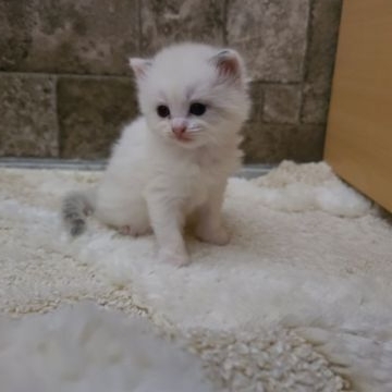 マンチカン(長足)【福岡県・女の子・2022年1月12日・ブルーポイント&ホワイト（ショート）】の写真「ほんわかお目めぱちくり女の子❤️」