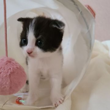 マンチカン(長足)【福岡県・女の子・2021年4月23日・ブラックスモークホワイト】の写真「お耳と背中にちろりんと白の毛色の女の子です❤️」