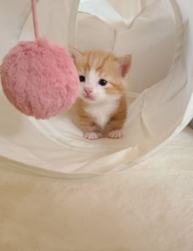 マンチカン(短足)【福岡県・男の子・2021年2月2日・レッドタビーアンドホワイト】の写真「とろりんこ😻の男の子です💙」
